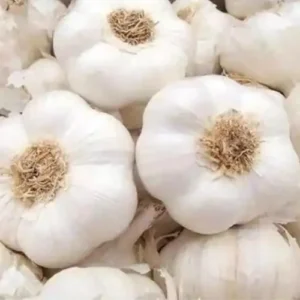 Best Garlic supplier from India