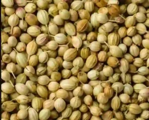 Best Supplier of Coriander Seed from India