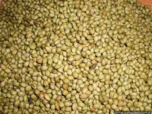 Best Supplier of Coriander from India