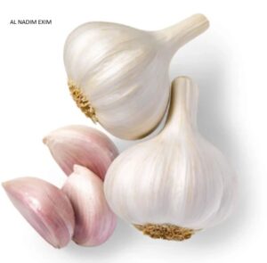 GARLIC
